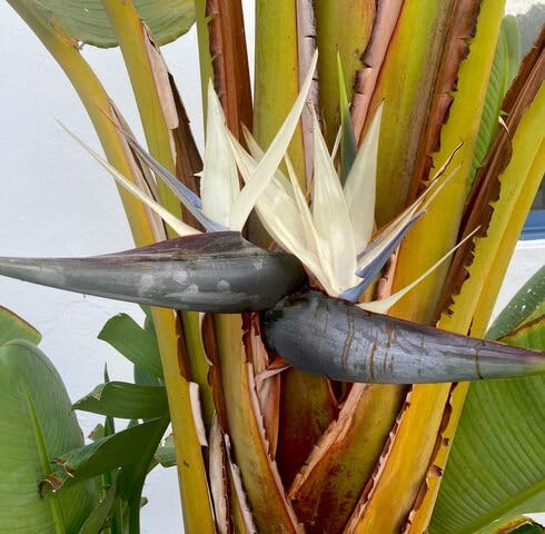 White Strelitzia Flower Seeds