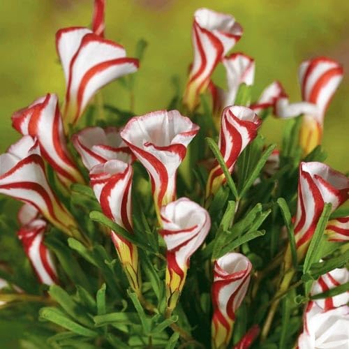Red White Oxalis versicolor Flower Seeds