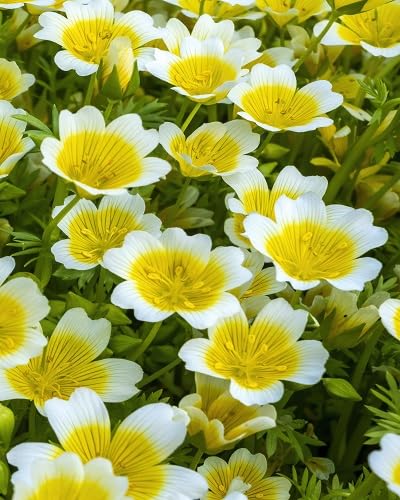 Yellow Limnanthes Douglasii Flower Seeds