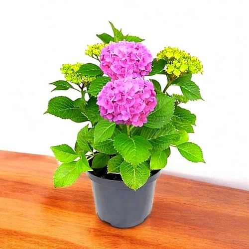 Pink Macrophylla Flower Seeds