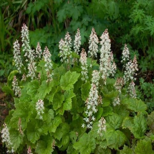 White Tiarella Flower Seeds