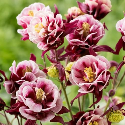 Maroon Centaurea cyanus Flower Seeds