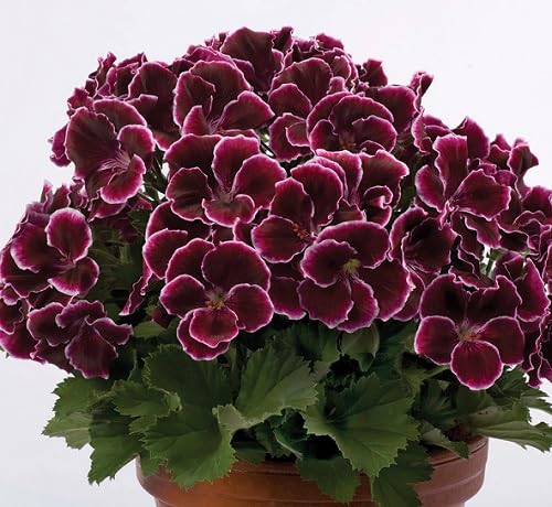 Maroon Geranium Flower Seeds Premium Floral Seeds for Decorative Home Landscapes for Colorful