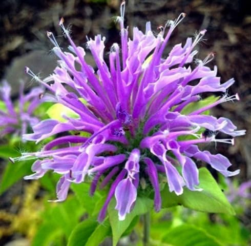Purple Bergamot Flower Seeds