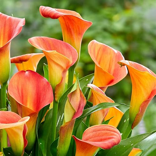 Orange Zantedeschia Calla Lily Flower Seeds