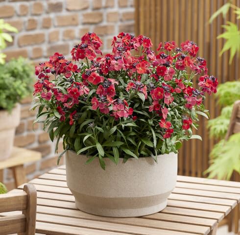 Red Erysimum Flower Seeds
