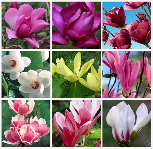 Mixed Soulangiana Flower Seeds