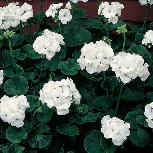 White Geranium Macrorrhizum Flowers Seed.