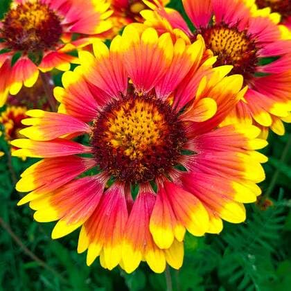 Red Yellow Gaillardia Flower Seeds
