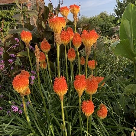 Kniphia Uvaria Flower Seeds