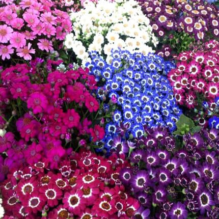 Cineraria Flower Seeds