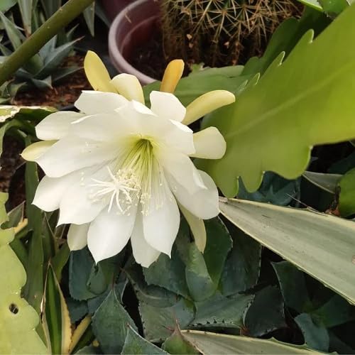 White Epiphyllum Flower seeeds