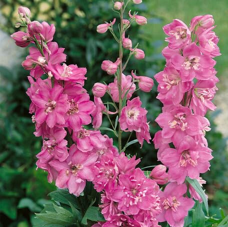 Pink Delphinium Flower Seeds