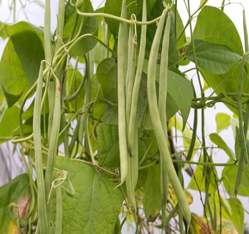 Bean vegetable seeds for Home Gardening, Natural Farm Fresh Gardening Choice Premium for kitchen garden planting