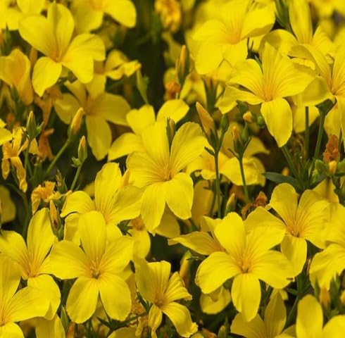 Yellow Limnanthes Flower Seeds