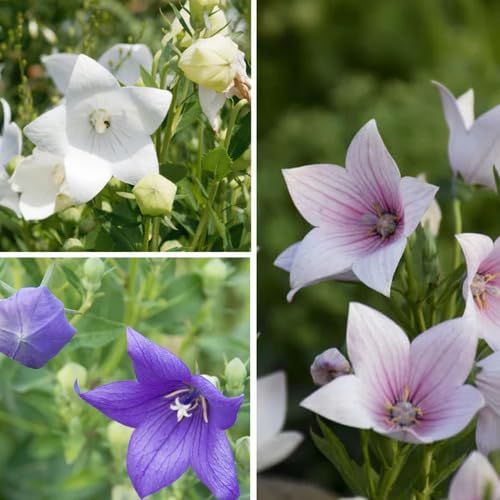 Mixed Platycodon Grandiflorum Flower Seeds