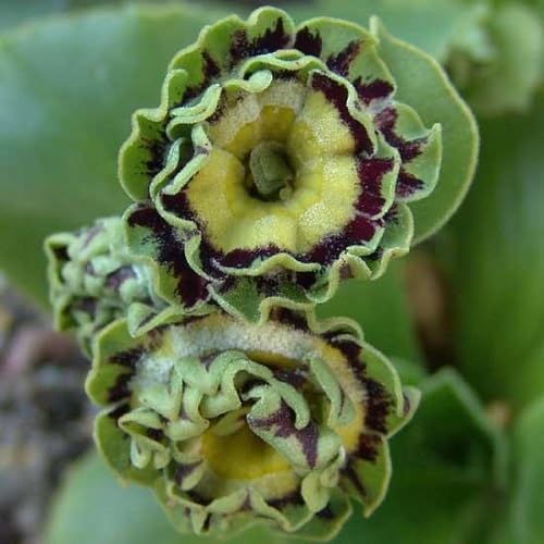 PRIMULA AURICULA FLOWER SEEDS