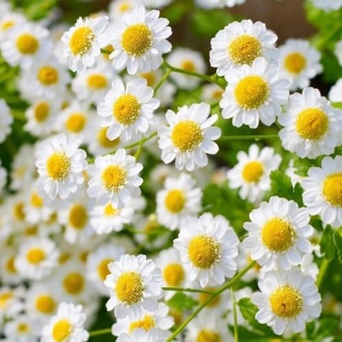White Chamomile Flower Seeds