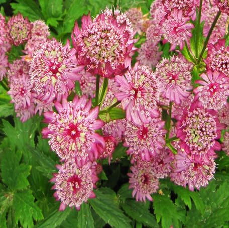 Pink Astrantia Flower Seeds