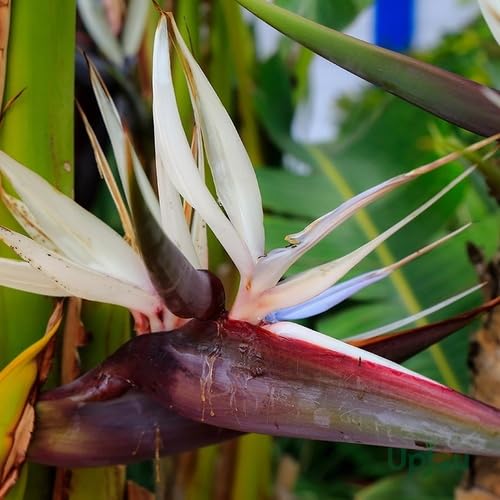 White Strelitzia Flower Seeds