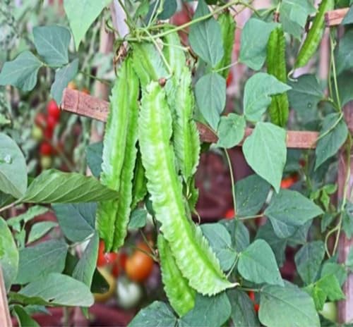 Green Psophocarpus tetragonolobus vegetable seeds for Home Gardening, Natural Farm Fresh for kitchen garden planting
