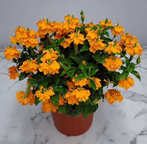 orange crossandra flower seeds