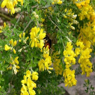Genista Flower Seeds
