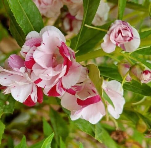 Pink White Balsam Flower Seeds