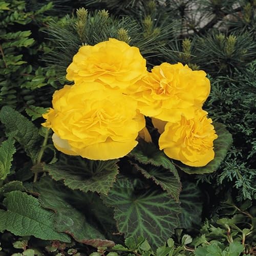 Yellow Begonia Tuberous Mocha Flower Seeds