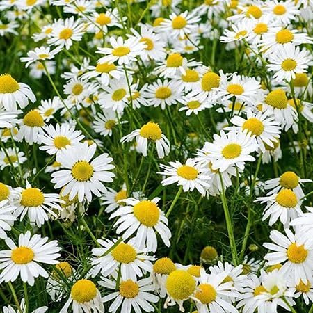 White Chamaemelum Flower Seeds