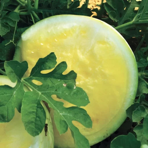 triple gold hybrid watermelon golden rind sweet red high organic Fruit Seeds organic garden seeds
