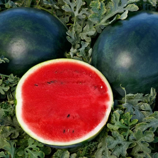 sweetie pie hybrid watermelon dark rind sweet personal melons high organic Fruit Seeds organic garden seeds