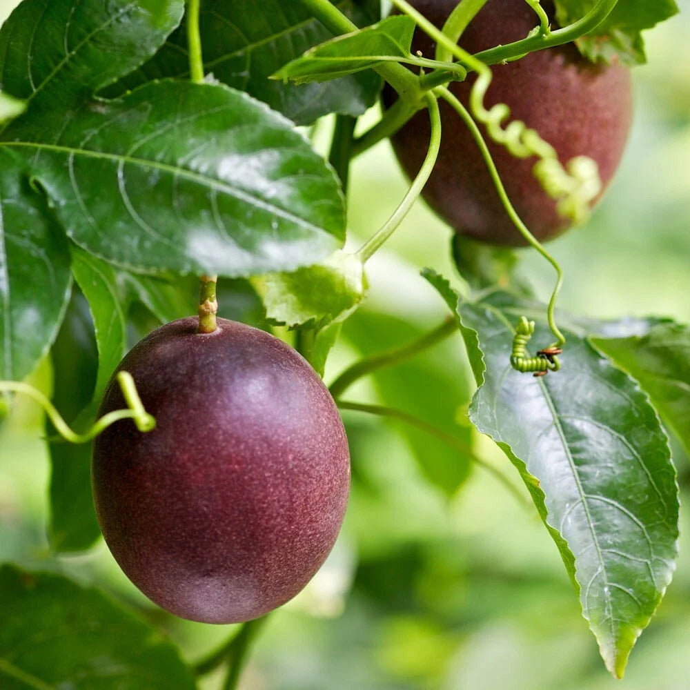 passion fruit grow tangy and refreshing Fruit Seeds