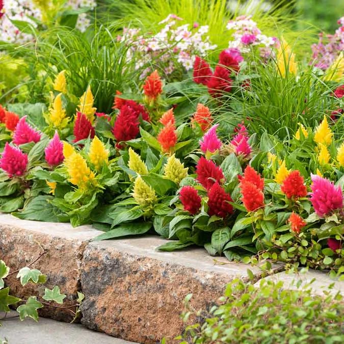 Yellow celosia Flower Seeds