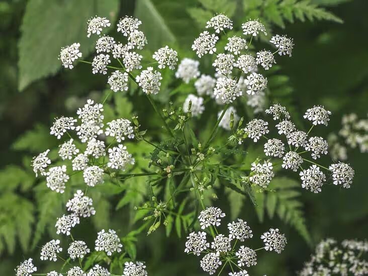 Hemlock Flower Seeds