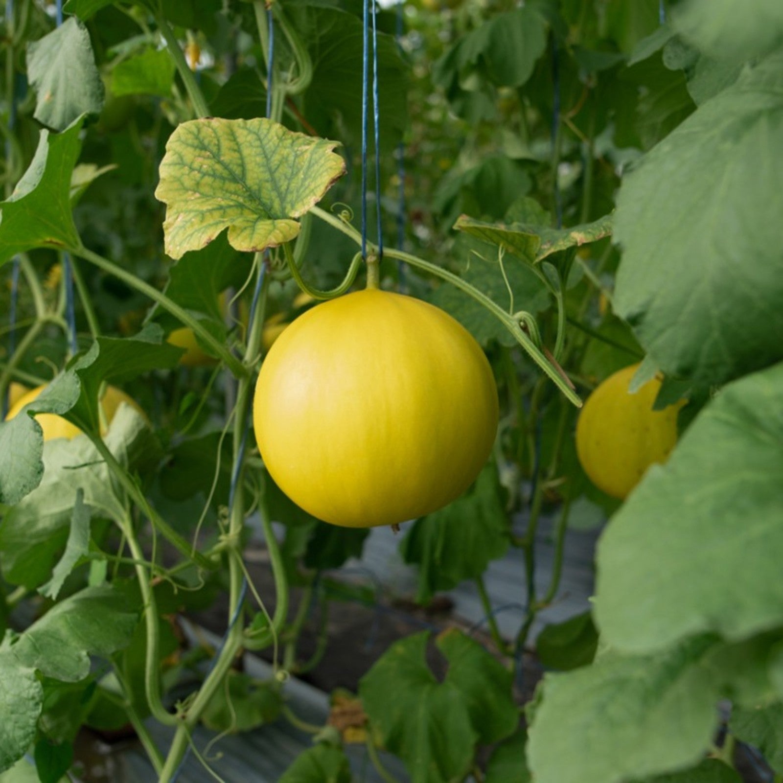 Heirloom Melon Fruit Set Rich Sweet Varieties Fruit Seeds