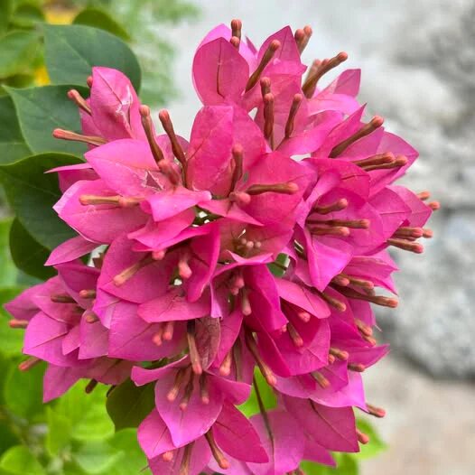 Pink Bougainvillea Flower Seeds