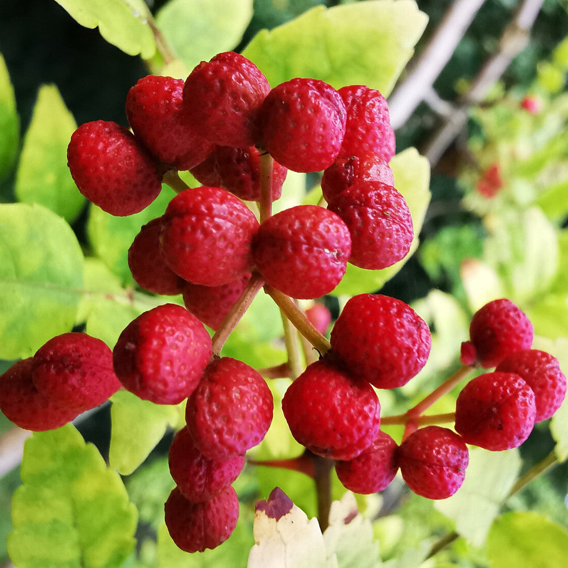 new fresh red zanthoxylum fruit exotic spicy for your garden Fruit seeds
