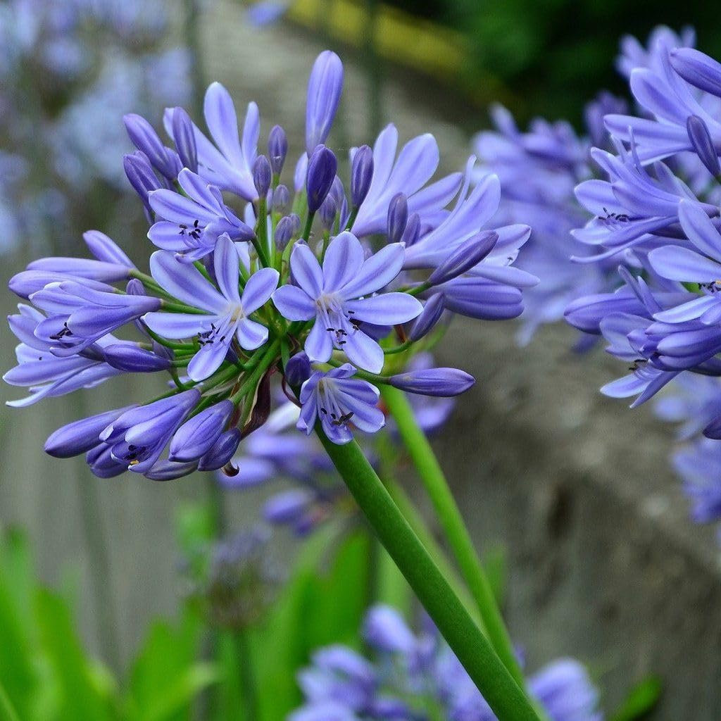 Purple Agapanthus Flower Seeds