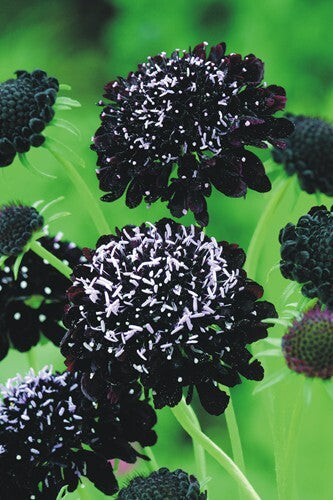 Black Scabiosa Flower Seeds