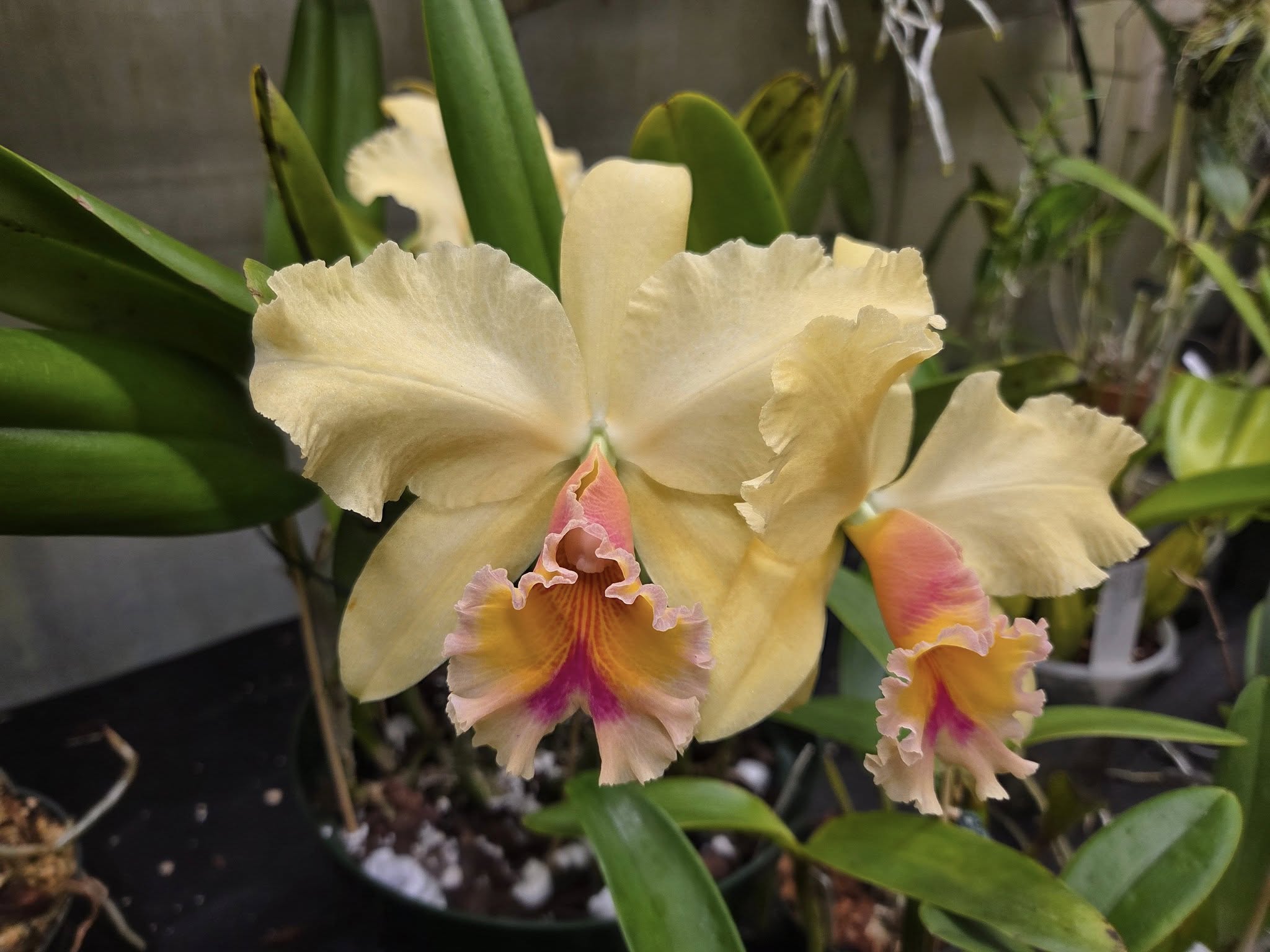 Pink Yellow Cattleya Orchid Flower Seeds