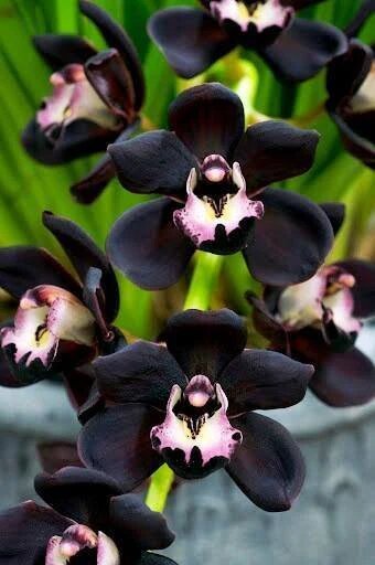 Black Cymbidium Flower Seeds