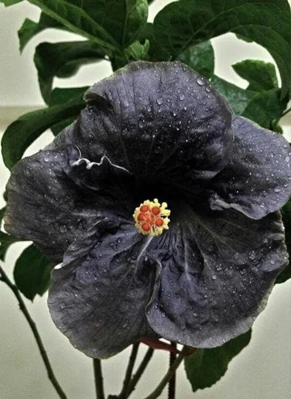 Black Hollyhock Flower Seeds - Heirloom Non GMO Premium Garden Seeds for Planting