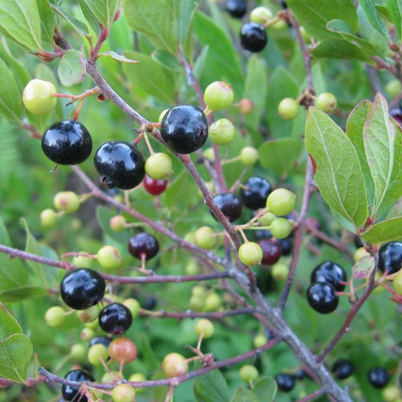 Titania Black Currant Rich Nutrient Fruit Seeds