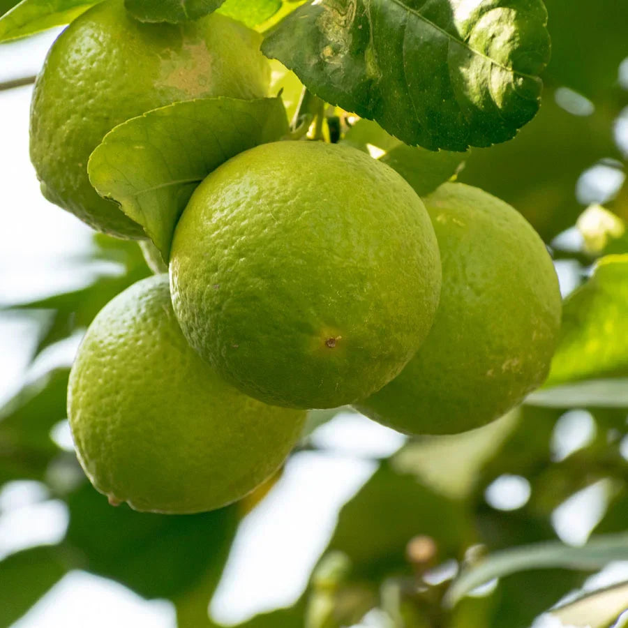 Citrus Limetta Cultivate Refreshing Juicy Fruit Seeds