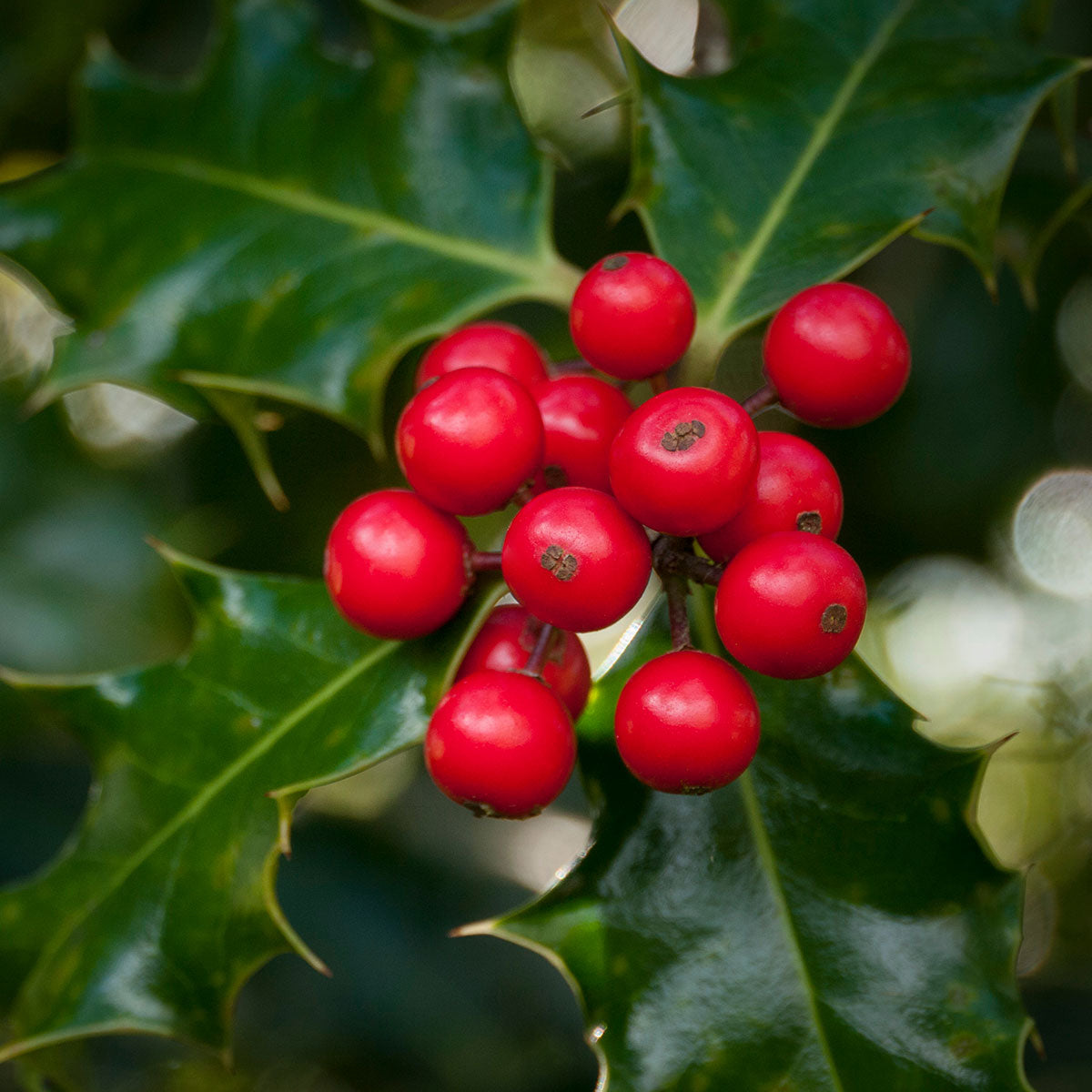 Winterberry Holly Decorative Red Berries Fruit Seeds