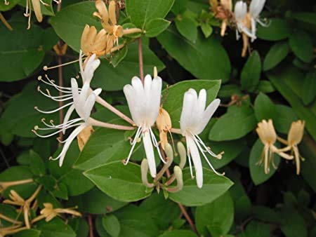 White Honeysuckle Flower Seeds