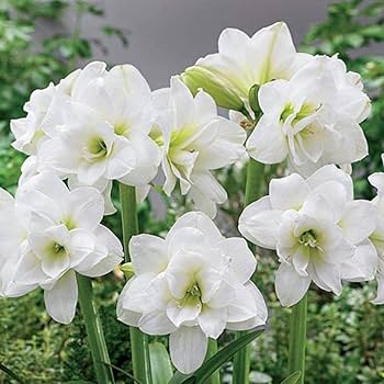 White Amaryllis Flower Seeds - Heirloom Non GMO High Germination Garden Planting Seeds