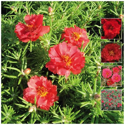 Red Climbing Moss Rose Flower Seeds