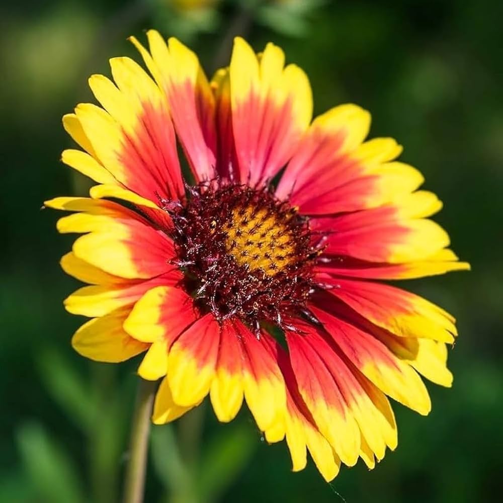 Blanket Flower Seeds